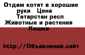 Отдам котят в хорошие руки › Цена ­ 1 - Татарстан респ. Животные и растения » Кошки   